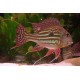 Geophagus Winemilleri