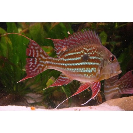 Geophagus Winemilleri