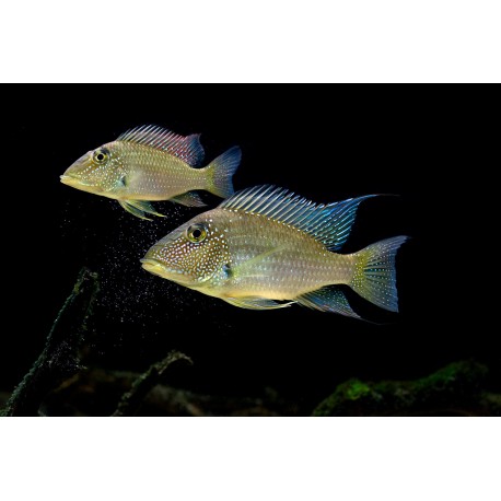Satanoperca Leucosticta