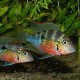 Thorichthys maculipinnis. Ciclido Ellioti