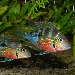 Thorichthys maculipinnis. Ciclido Ellioti