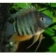 Heros Severum Rocktail