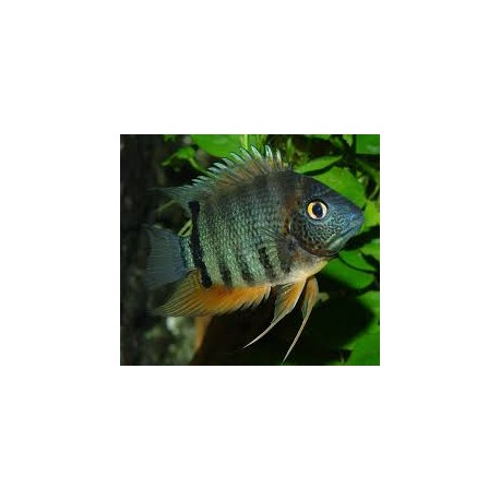 Heros Severum Rocktail
