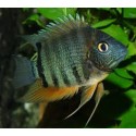 Heros Severum Rocktail