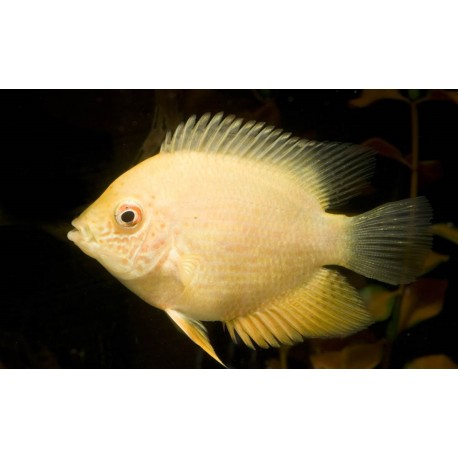 Heros Severum Oro