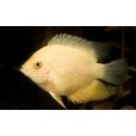 Heros Severum Oro