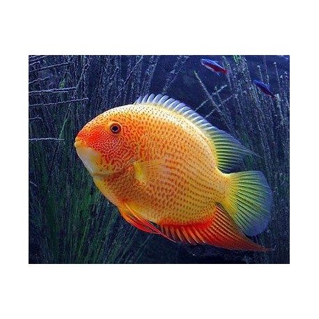 Heros Severum Red Spot