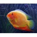 Heros Severum Red Spot