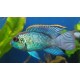 Andinoacara pulcher. Acara Azul eléctrico