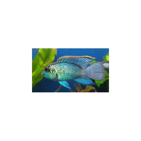Andinoacara pulcher. Acara Azul eléctrico