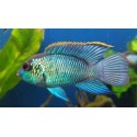 Andinoacara pulcher. Acara Azul eléctrico