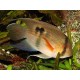 Cleithracara maronii. Aequidens Maroni