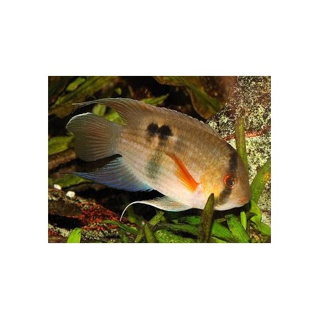 Cleithracara maronii. Aequidens Maroni