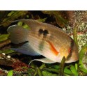 Cleithracara maronii. Aequidens Maroni