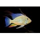 Acarichthys Heckelii