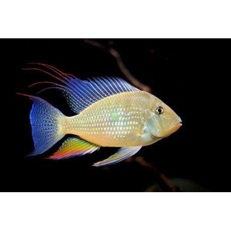 Acarichthys Heckelii