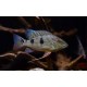 Satanoperca daemon. Geophagus daemon