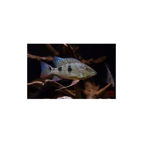 Satanoperca daemon. Geophagus daemon