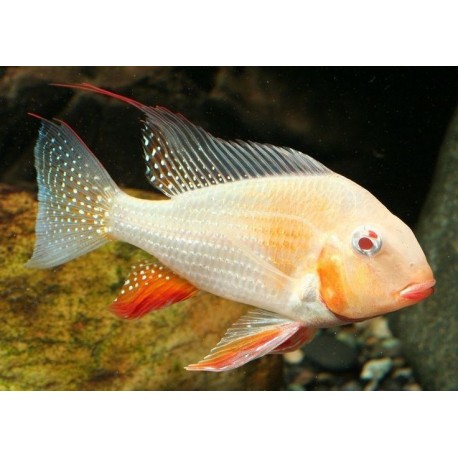 Acarichthys heckelii ALBINO