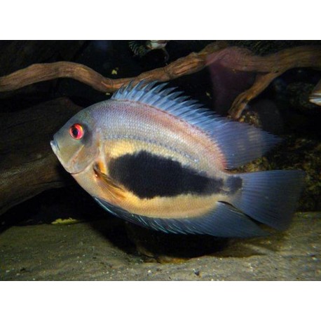 Uaru Amphiacanthoides