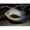 Uaru Amphiacanthoides