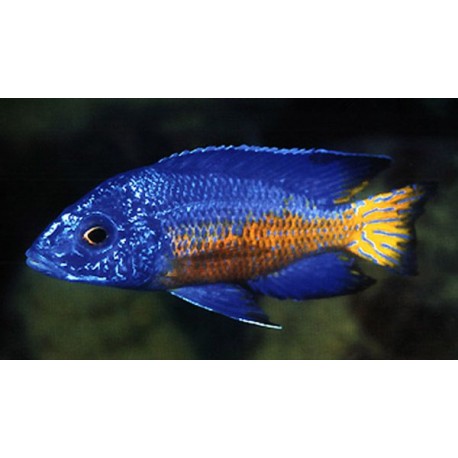 Aulonocara stuartgranti ngara