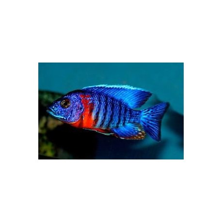 Aulonocara Hansbaenschi Red Flash