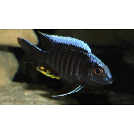 Aulonocara Kandeense