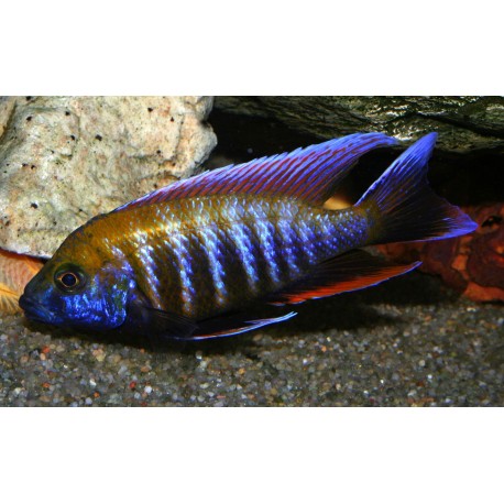 Aulonocara jacobfreibergi Otter-point