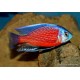 Copadichromis borleyi red fin