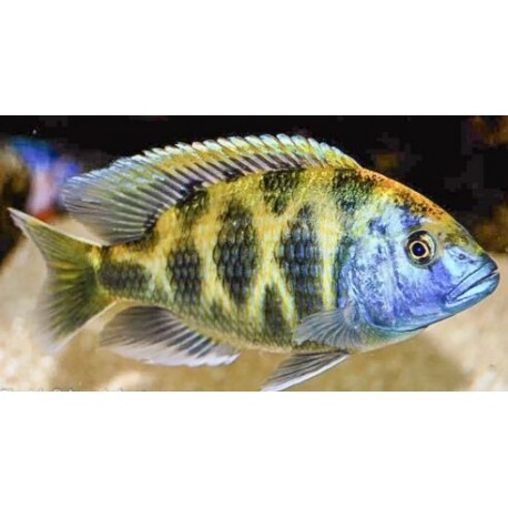 Nimbochromis venustus