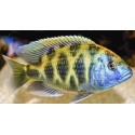 Nimbochromis venustus