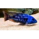 Nimbochromis fuscotaeniatus