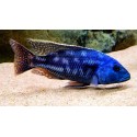 Nimbochromis fuscotaeniatus