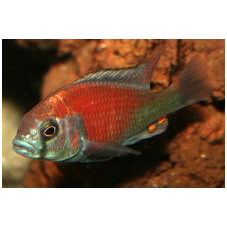 Haplochromis Hippo Point Salmon
