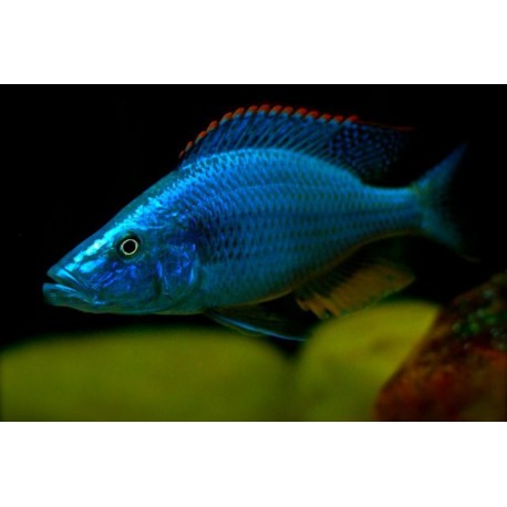 Dimidiochromis compressiceps
