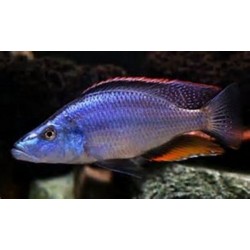 Dimidiochromis compressiceps chizumulu