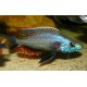 Dimidiochromis strigatus