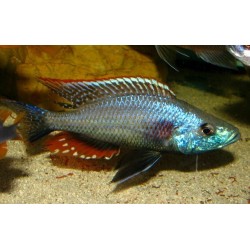 Dimidiochromis strigatus