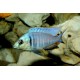 Placidochromis electra