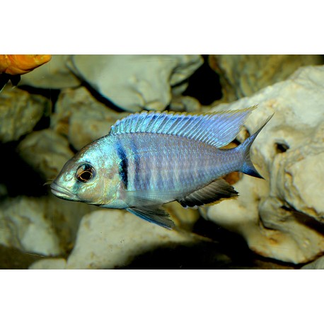 Placidochromis electra