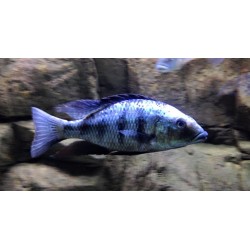 Fossorochromis Rostratus