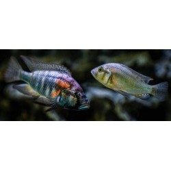 Astatotilapia burtoni