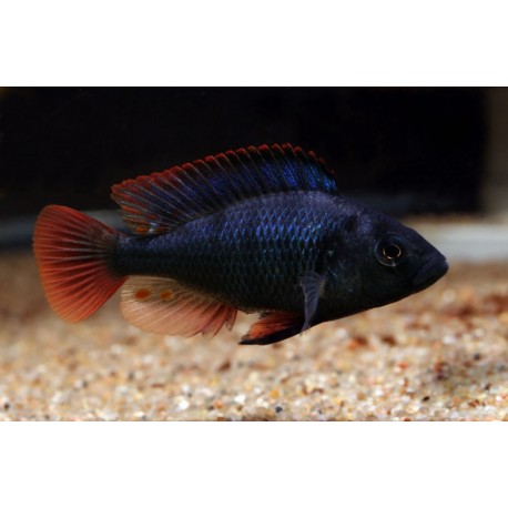 Astatotilapia Nubila