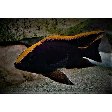 C. Lithobates Black Orange dorsal