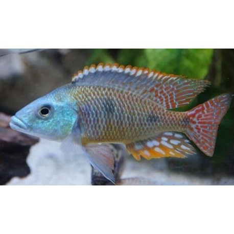 Otopharynx tetrastigma