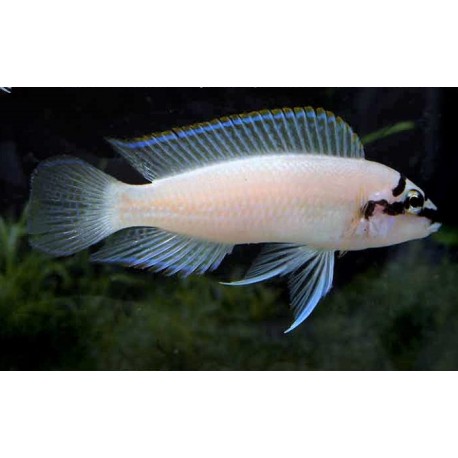 Chalinochromis Brichardi