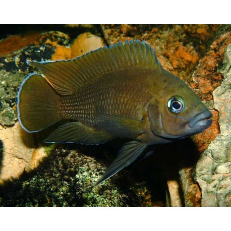 Lamprologus Moori