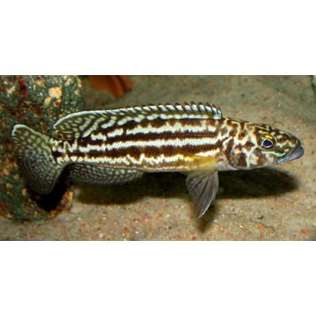 Lepidiolamprologus Nkambae