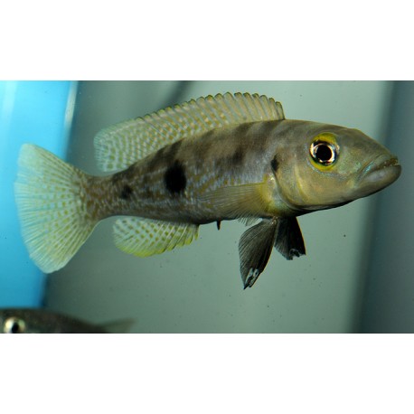 Lepidiolamprologus attenuatus